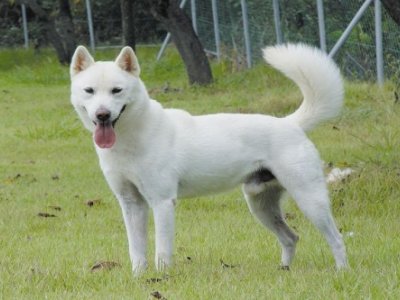 珍岛郡珍岛犬진도군 진도개