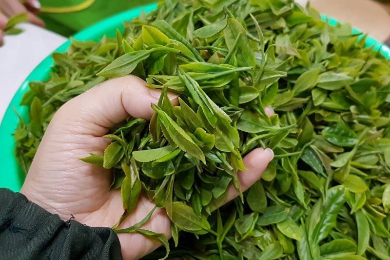 宝城茶香节