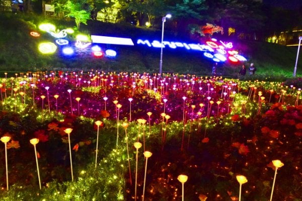首尔玫瑰节(서울장미축제)