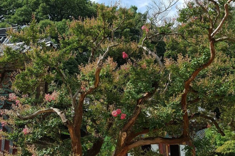 直指寺山寺体验 (10/14)