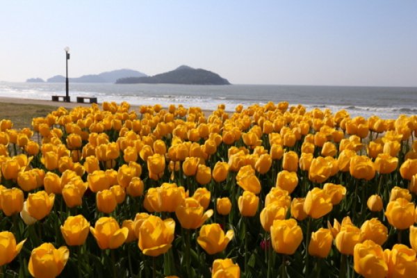新安郁金香节