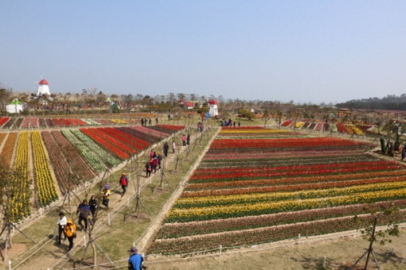 新安郁金香节