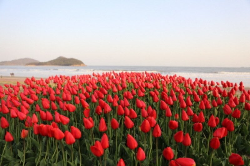 新安郁金香节