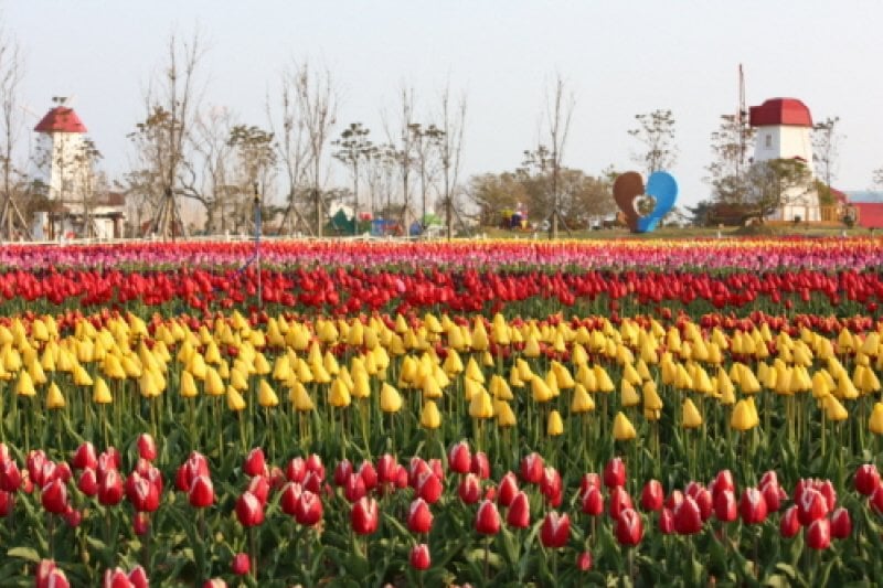新安郁金香节