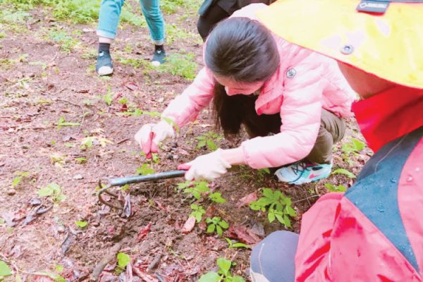 江原道人参体验1日游