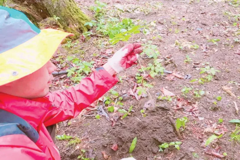 江原道人参体验1日游