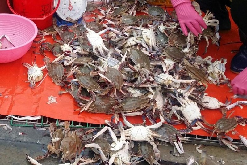 苏来浦综合鱼市场