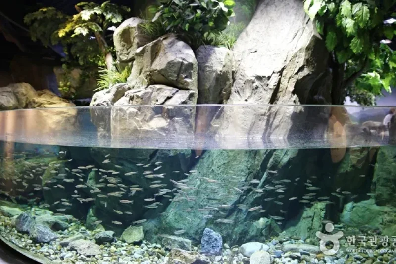 和谈林<br />화담숲