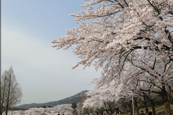 【韓國旅遊信息】 浪漫4月，相约走在首尔〮济州的樱花路上