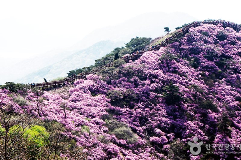 高丽山金达莱艺术节