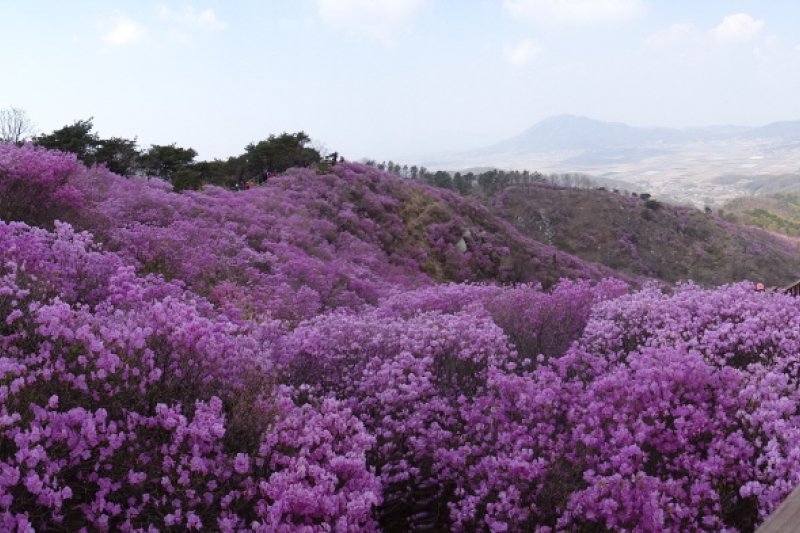 高丽山金达莱艺术节
