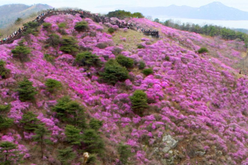 高丽山金达莱艺术节