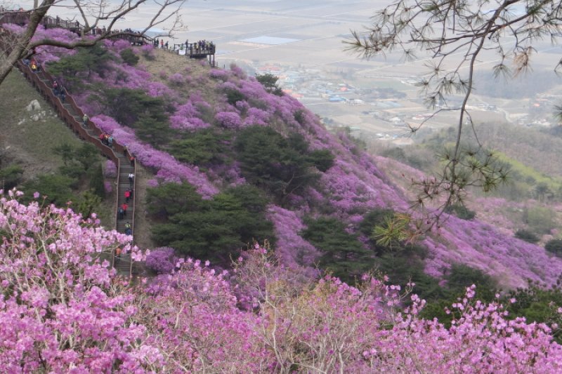 高丽山金达莱艺术节