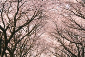 十里樱花路