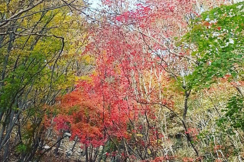 迦智山道立公园 (2/3)