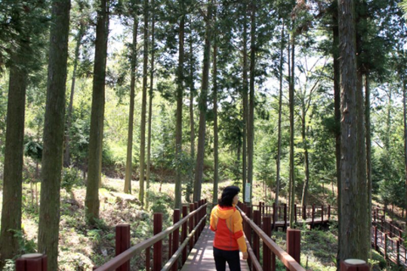 扁柏林 WOOD LAND <br >편백숲 우드랜드 (4/5)