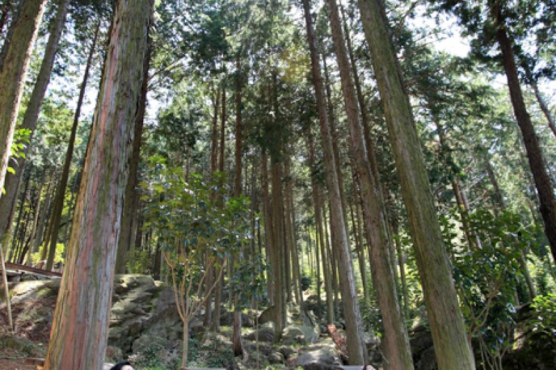 扁柏林 WOOD LAND <br >편백숲 우드랜드 (5/5)