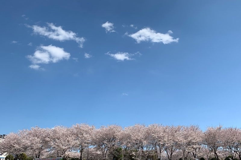 光阳花庆典
