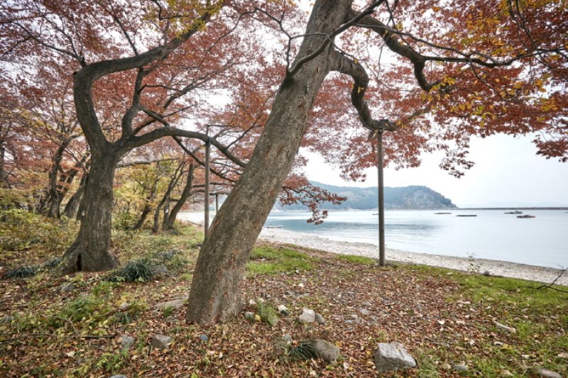 南海勿巾防潮鱼付林남해 물건리 방조어부림
