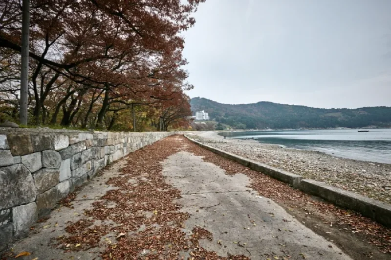 南海勿巾防潮鱼付林남해 물건리 방조어부림