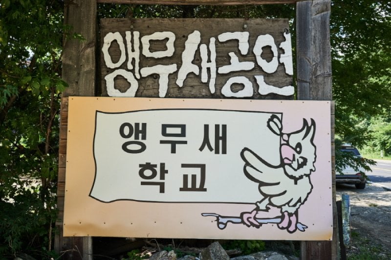 韩国鹦鹉学校한국앵무새학교 (1/6)
