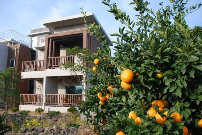 济州生态套房(Jeju Eco Suites)[韩国旅游品质认证/Korea Quality]（제주에코스위츠[한국관광 품질인증/Korea Quality]) (7/11)