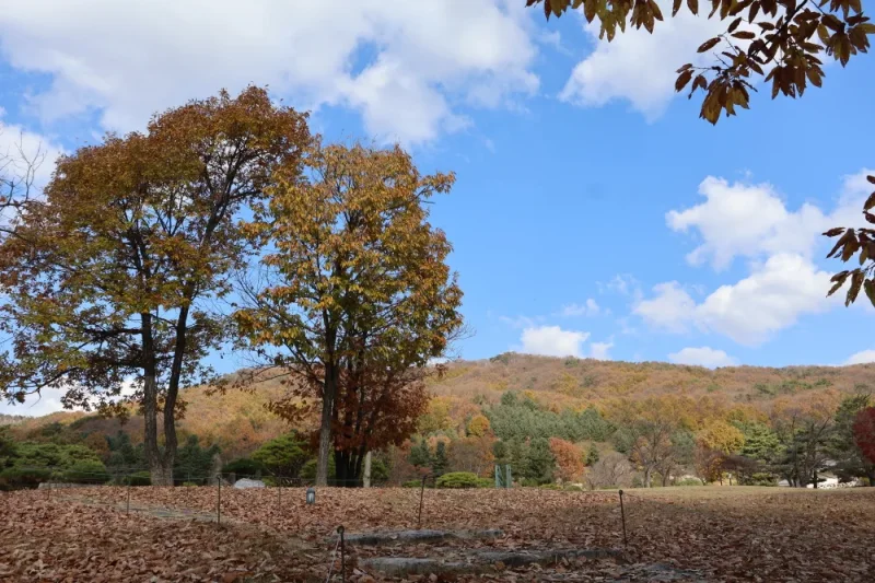 橡树谷度假村(Oak Valley)-江原道