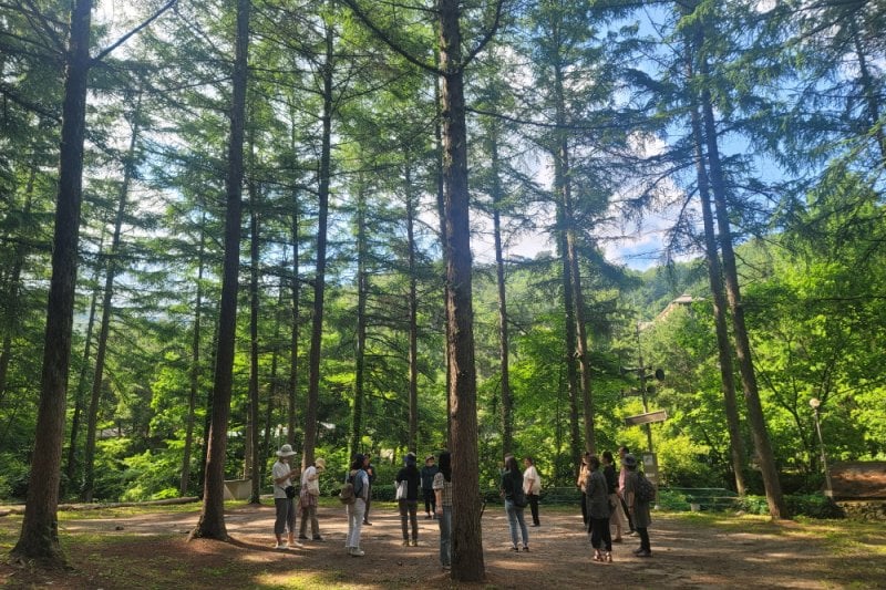 探索皮诺丘自然休养林（Pinocchio Forest）-江原道 (8/23)