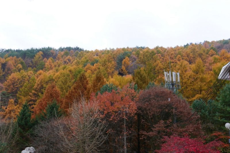 探索皮诺丘自然休养林（Pinocchio Forest）-江原道 (19/23)