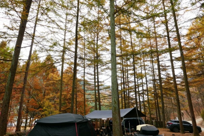 探索皮诺丘自然休养林（Pinocchio Forest）-江原道 (23/23)