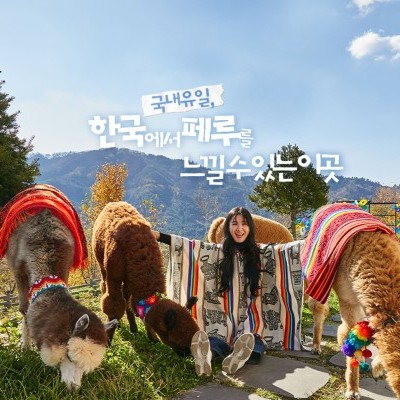 羊驼世界(AlpacaWorld) 门票 - 韩国热门多种动物互动秀