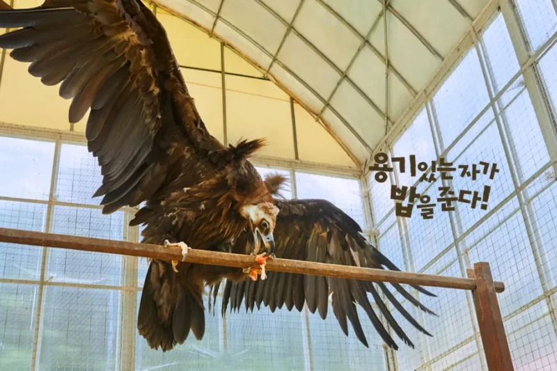 羊驼世界(AlpacaWorld) 门票 - 韩国热门多种动物互动秀