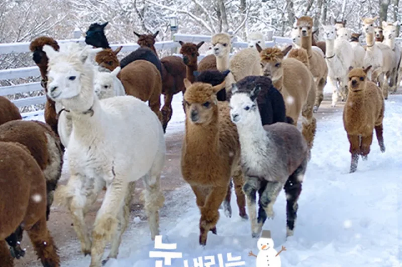 羊驼世界(AlpacaWorld) 门票 - 韩国热门多种动物互动秀