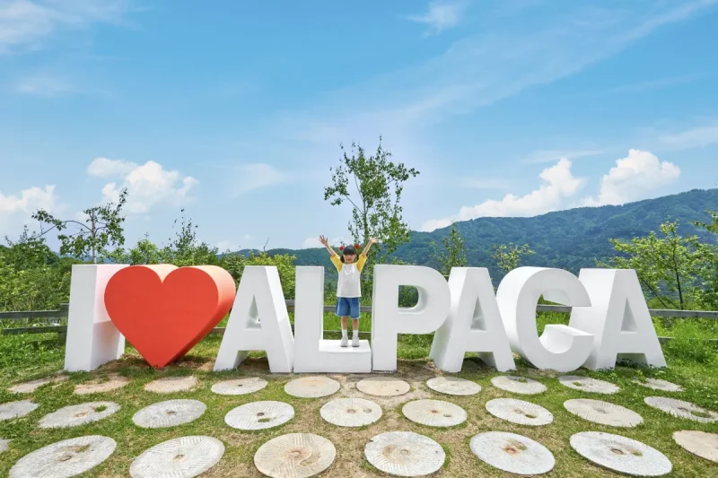 羊驼世界(AlpacaWorld) 门票 - 韩国热门多种动物互动秀