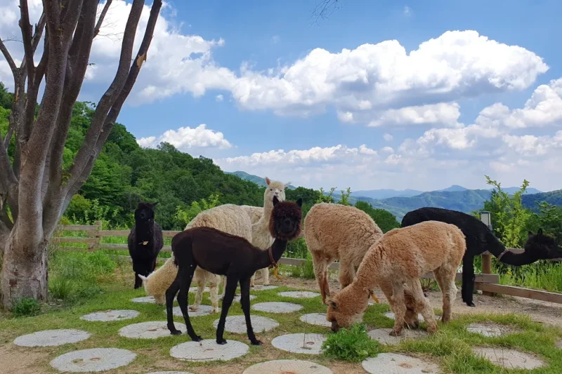 羊驼世界(AlpacaWorld) 门票 - 韩国热门多种动物互动秀