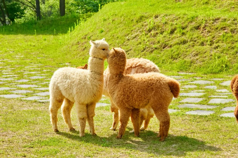 羊驼世界(AlpacaWorld) 门票 - 韩国热门多种动物互动秀