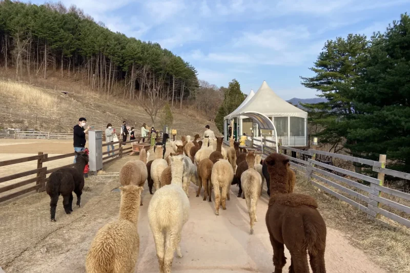 羊驼世界(AlpacaWorld) 门票 - 韩国热门多种动物互动秀